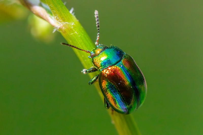 Unicorn-friendly Pest Control